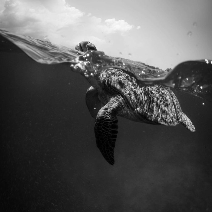 pexels-casey-cooper-1744413-3310466 (1)